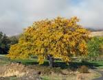 File:<b>Gleditsia</b> triacanthos