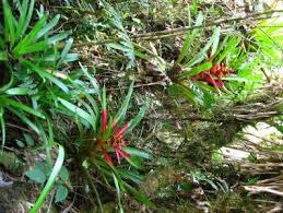 Afbeeldingsresultaat voor Guzmania cf. angustifolia