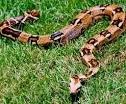 wpabio1: Muscles and Skeleton of Boa Constrictors