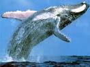 Cetacea - Marine Mammals | Animal Pictures and Facts | FactZoo.
