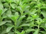 <b>Stevia</b> the Sweet Herb