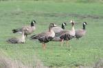 White-Fronted Geese | Flyways.