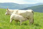 File:Vache charolaise et son veau.jpg - Wikimedia Commons