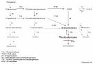 5-alpha-reductase deficiency - Wikipedia, the free encyclopedia