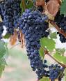Grape seed extract - Wikipedia, the free encyclopedia