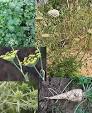 220px-Umbelliferae-apium- ...