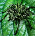 Top 10 Bizarre Genetically Modified Organisms