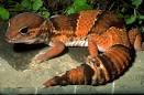 Kingsnake.com - Herpforum > Lizard Forums > Fat-tailed Geckos