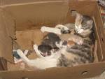 File:Gatos em cria.JPG - Wikimedia Commons