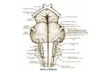 Enseignement d