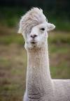 The Laughing Devil :: Comedy LLAMA! The Sam and Tommy Show