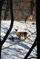 Jiblog: Irvine Park deer