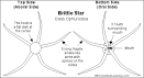 Brittle Star- Enchanted Learning Software