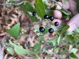 Image result for Solanum pseudogracile