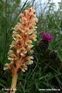 Knapweed Broomrape (<b>Orobanche</b>