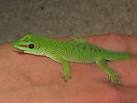 Day Geckos for Sale | Buy a Day Gecko
