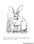 Jackrabbit coloring page