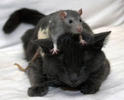 http://t3.gstatic.com/images?q=tbn:ANd9GcRT6kuIz7l9_fAon7IadtmjIMGVA5NHm5wpIMGkHEcYewIZt-xw