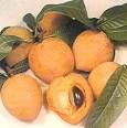 Plate LVI: CANISTEL, <b>Pouteria</b>