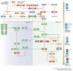 Figure 2 : A comparative genomic view of clostridial sporulation ...