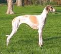 Caravan Hound Information and Pictures, Caravan Hounds