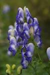 <b>Aconitum</b> | ferrebeekeeper