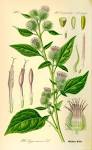 File:Illustration <b>Arctium</b>