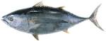 Albacore