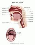Summit Medical Group - Tonsil and Adenoid Removal (Tonsillectomy ...