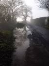 An oak is reflected in this puddle close to the reservoir on Drunken Bridge - via Daymix