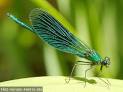 Dragonfly | Exploration of the Sacred & Conscious; including Sexuality
