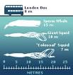 BBC NEWS | Science/Nature | Super squid surfaces in Antarctic