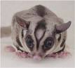 Sugar glider - Wikipedia, the free encyclopedia