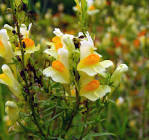 <b>Linaria</b> vulgaris P. Mill.