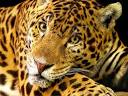 Wildlife Service website,