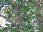 Taxon: <b>Nyssaceae</b>