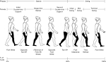 The normal <b>gait</b> cycle.