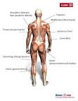Free Exercises, Exercise Instructions, Custom Workout ...