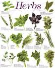http://3.bp.blogspot.com/-G85osz9K8mE/TVhCfJyVOZI/AAAAAAAAAq8/iJ4IE6kv5ME/s1600/herbs.jpg