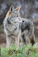 Coyote - Wikipedia, the free encyclopedia