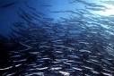 Herring - Biology