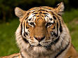 250px-Siberischer_tiger_de_edit02.jpg