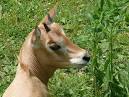 Scimitar Horned Oryx