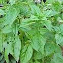 http://www.hometownseeds.com/images/Basil,%2520Italian%2520Large%2520Leaf-Herb%2520Seeds.jpg