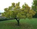 Massachusetts Tree Removal & Tree Services