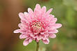 <b>Chrysanthemum</b>