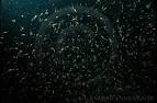 CalPhotos: Euphausia pacifica; Pacific Krill; <small>(shown with ...
