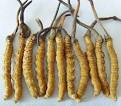 Fresh and Wild Yarsagumba - China Yarsagumba,Aweto,Cordyceps in ...