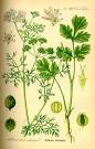 Coriandre - <b>Coriandrum</b> Sativum