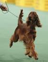 Pekingese wins Westminster best in show